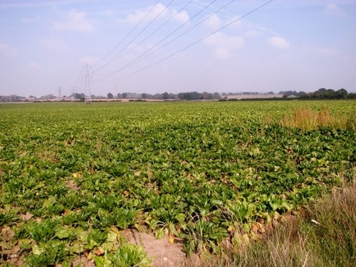 Photo 6x4 sugarbeet crop field - photo,