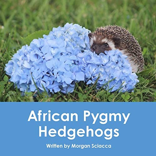 African pygmy hedgehogs by - african, hedgehogs.by