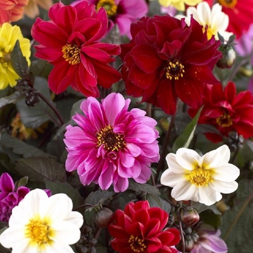 Dahlia redskin mixed plug - mixed,
