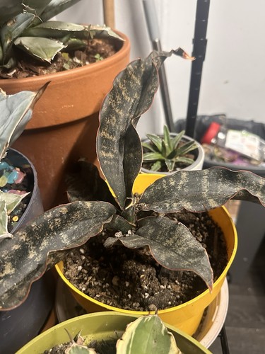 Sansevieria kirkii coppertone - sansevieria,