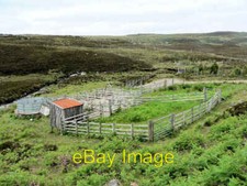 Photo 6x4 Sheep handling pens