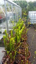 Darlingtonia Californica 30 Seed Carnivorous Plant Seed 2025 Harvest