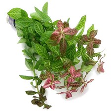 Hygrophila polysperma