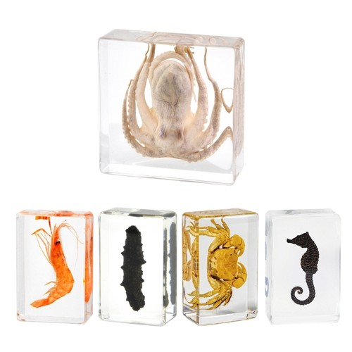 Octopuses marine life animal - life,
