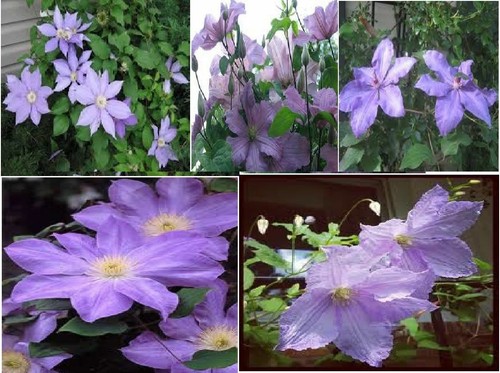 Clematis purple lavender - clematis,
