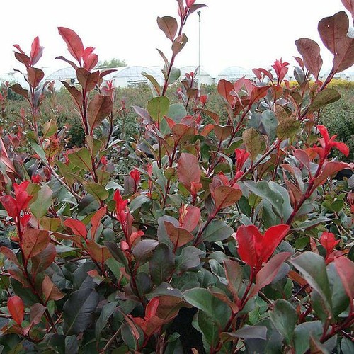 Suttons photinia red robin - suttons,
