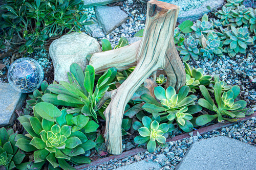 Driftwood manzanita - manzanita, 12"