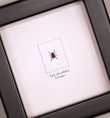 Tick real framed - ),