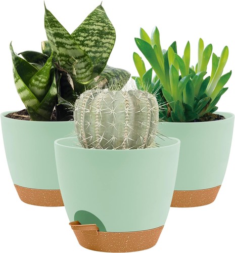 5cm plant pots indoor - plant,