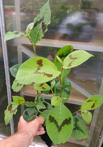 9cm persicaria filiformis - 9cm,