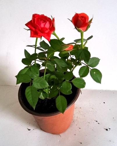 Red rose potted - potted, plant