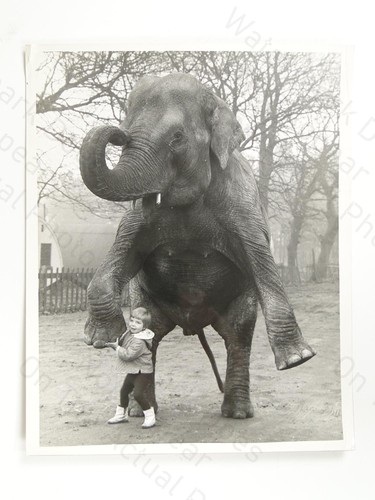 Girl marina frankoni - girl, elephant