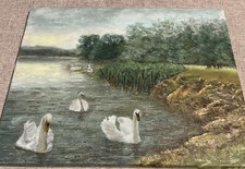 Swans On Lake. Wildlife