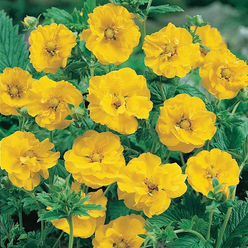 Geum lady stratheden hardy - geum,