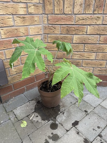 Tetrapanax rex chinese rice - chinese,