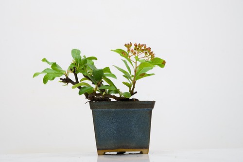 Bonsai pyracantha matt blue - -,