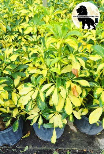 Trinette variegated schefflera - variegated,