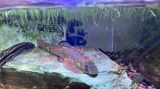 Live true purple fin - 💜,