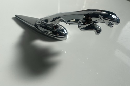 Jaguar leaping cat - leaping, hood