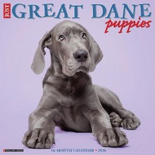 Great Dane Puppies 2026 12 X