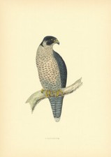 Peregrine-Falcon. Morris's