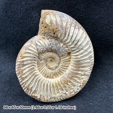 Perisphinctes Ammonite Fossil