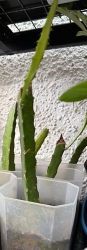 Dragon fruit tree cuttings - tree,