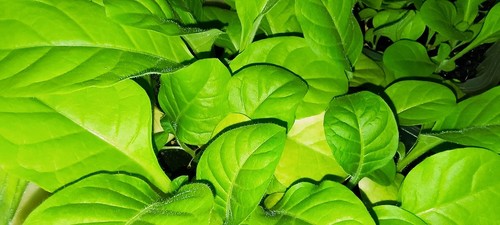 Golden virginia plant - golden,