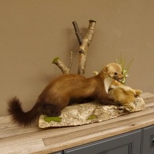 Stone Marten With Rabbit As