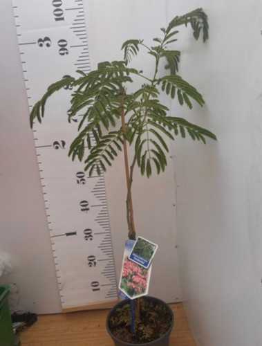 Albizia julibrissin ombrella - julibrissin,