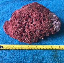 Vintage red organ pipe coral - organ,