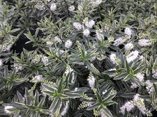 Hebe Starlight Shrub Plug