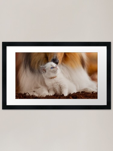 Adorable ragdoll kitten - kitten, with