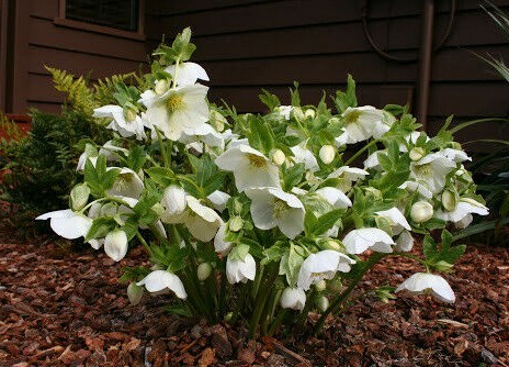 Helleborus orientalis white
