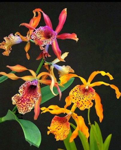 Cattleya frances fox fragrant - cattleya, fox.
