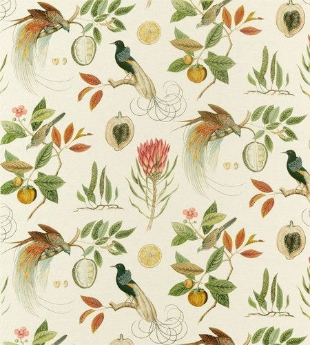 Sanderson paradesia - sanderson,