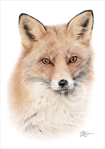Red fox colour pencil drawing - fox,