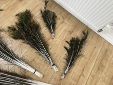 Over 250 Peacock Feathers