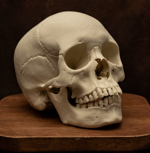 Female human skull - skull, replica