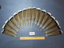 16 Pcs Amazing Turkey Tail