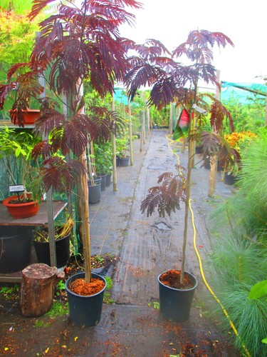 Large 6ft hardy - large, red
