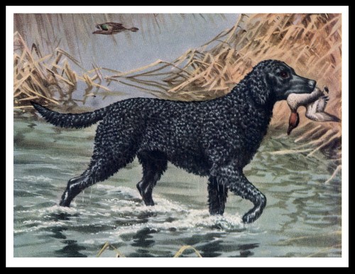 Curly coated retriever - retriever,
