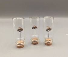 Taxidermy, Worker Bee Vial, Gift, Oddity, Skull, Bone, Gothic, Curio, Entomology
