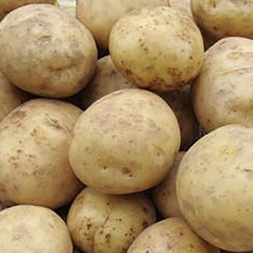 Maris peer seed - peer,