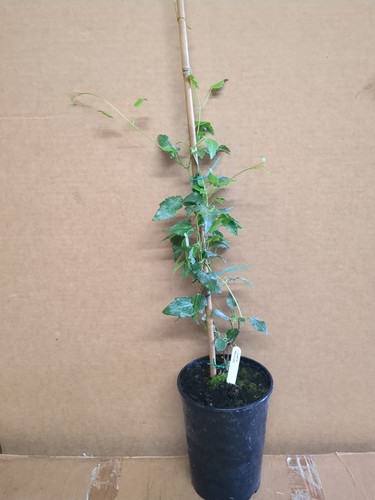 Evergreen winter flowering - evergreen,
