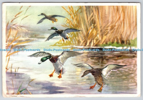 L349650 mallard roland green - l349650,