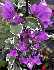 AU STOCK BOUGAINVILLEA