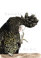 Watercolour Red Tailed Black