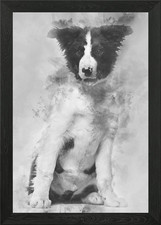Border Collie dog 4 months