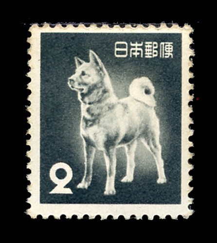 Japanese akita inu - japanese, dog